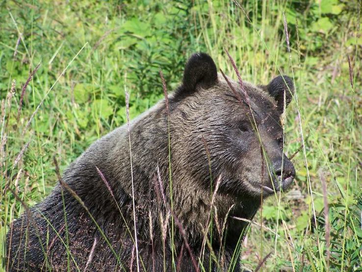 Grizzly Bear Refuge Trip Packages